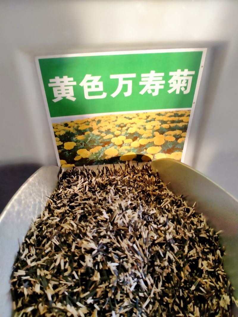 南非万寿菊花种子蓝目菊花籽子室外庭院鲜花种子花期长四季种
