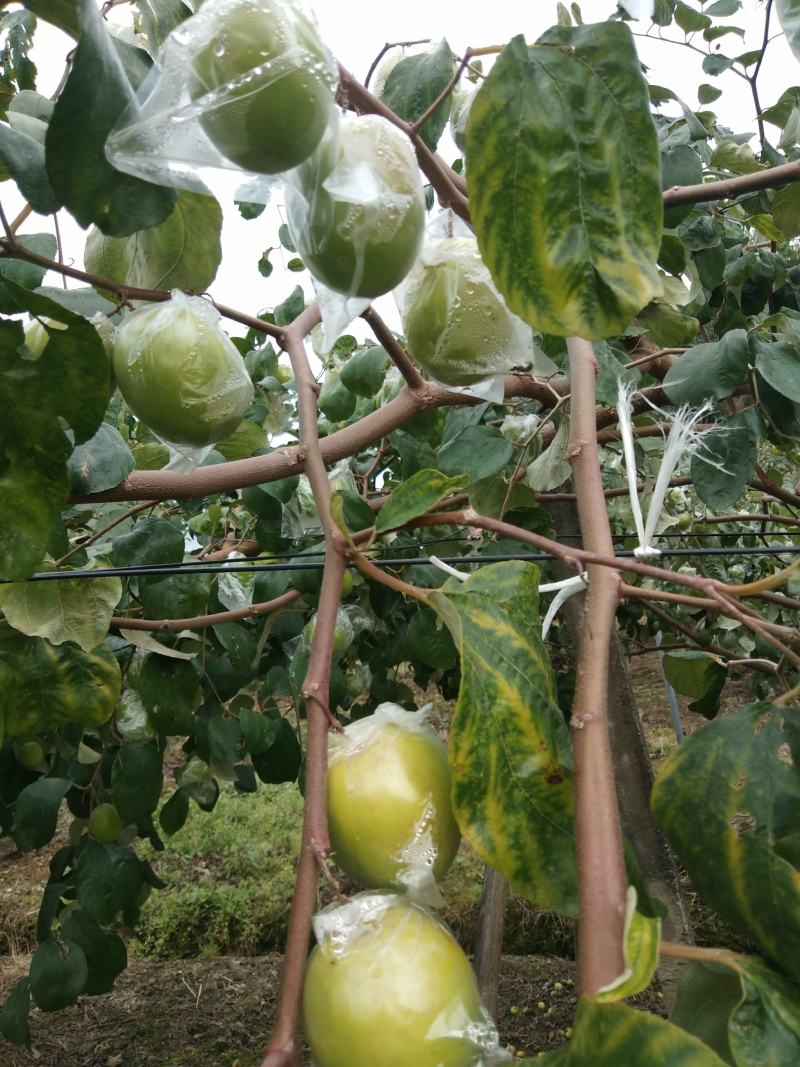 有机大自然水果青枣