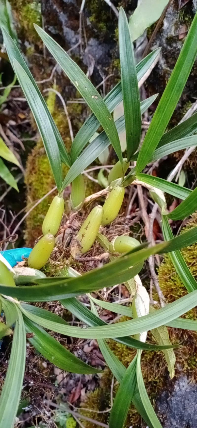 石橄榄石仙桃双叶大果贵州批发部