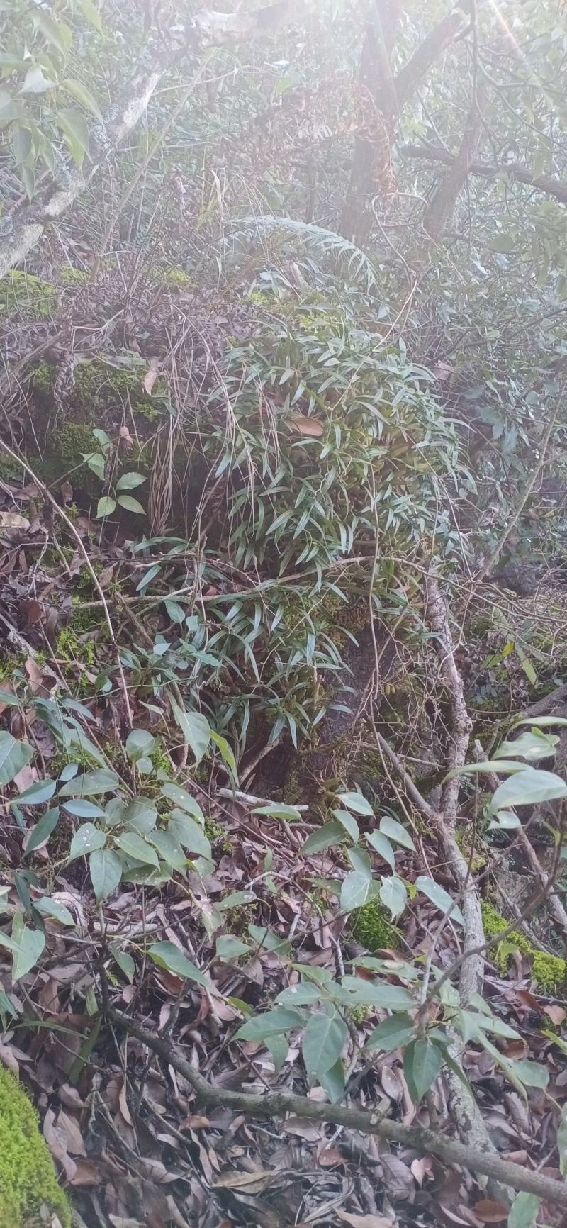 石橄榄石仙桃双叶大果贵州批发部