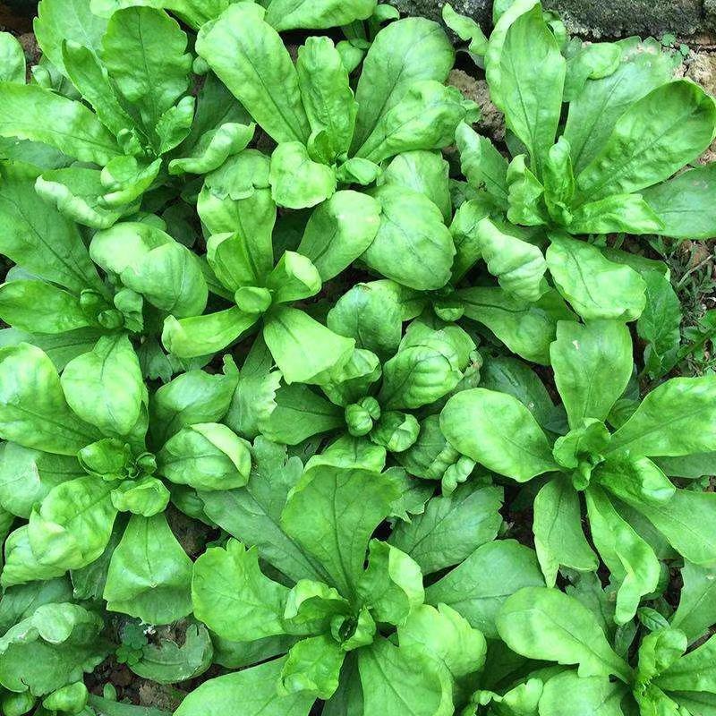 茼清香蒿菜种子光杆小叶中叶大叶虎耳茼蒿种子蓬蒿菜