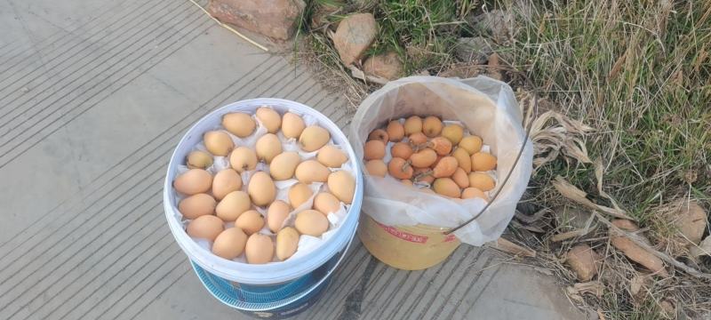 【一件代发】优质枇杷大量供应一手货源基地直供，支持电商发