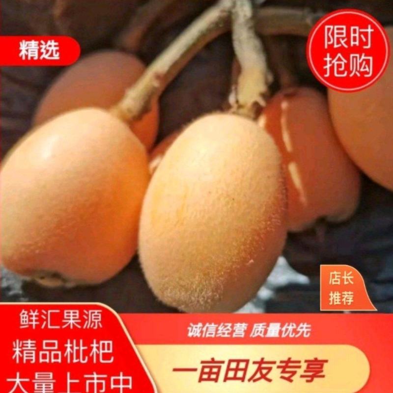 【一件代发】优质枇杷大量供应一手货源基地直供，支持电商发