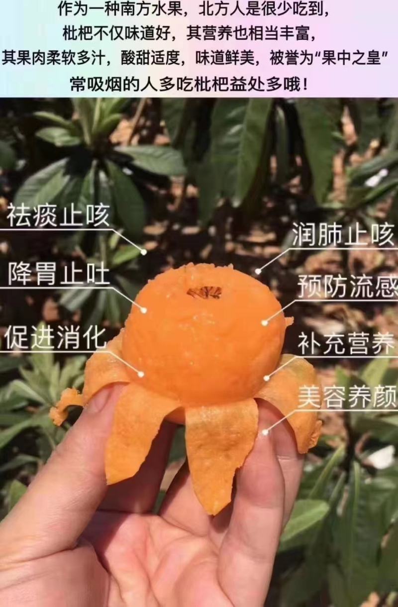 【一件代发】优质枇杷大量供应一手货源基地直供，支持电商发