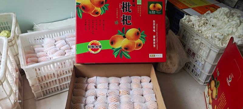 【一件代发】优质枇杷大量供应一手货源基地直供，支持电商发
