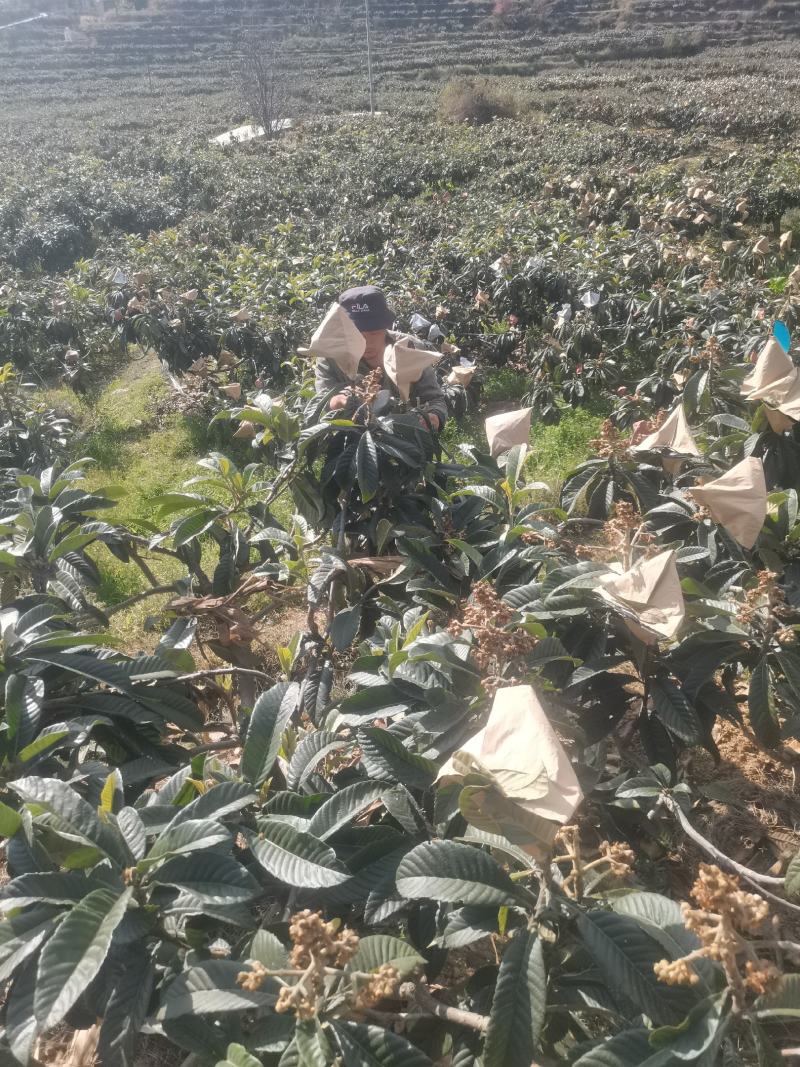 【一件代发】优质枇杷大量供应一手货源基地直供，支持电商发