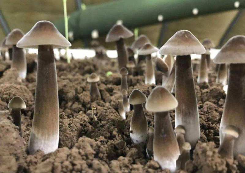 黑皮鸡枞菌包长满菌丝优质抗虫熟料生产现货直发