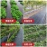 防草布除草布果园果树遮草抗老化0.4米一3米宽100米长