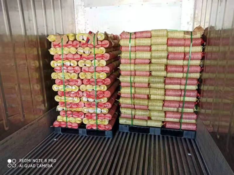 黑皮鸡枞菌包长满菌丝优质抗虫熟料生产现货直发