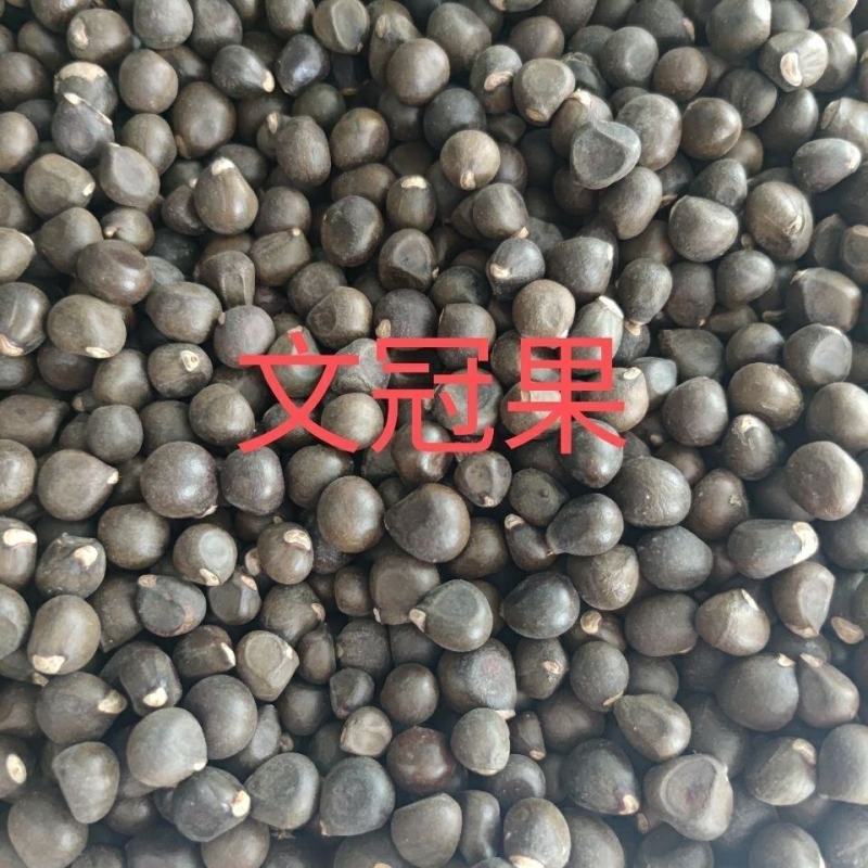 文冠果另有文冠木下单时看好链接农副产品