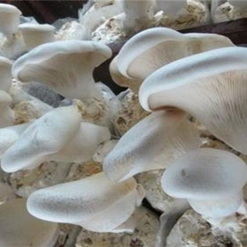 白灵菇菌棒菌包产量高划口即出现货直发随时供货