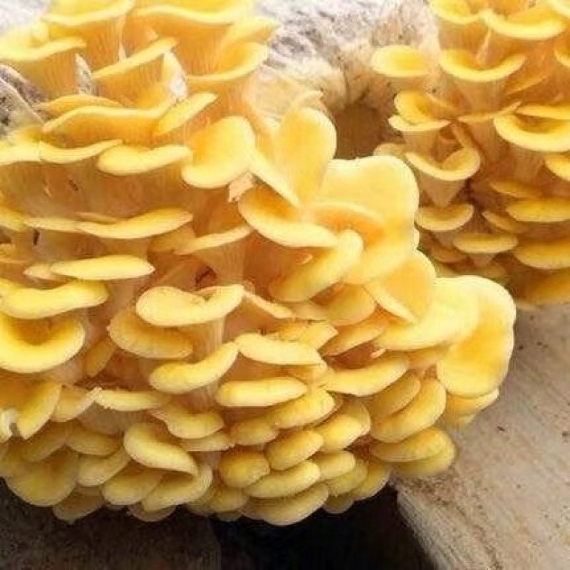 榆黄蘑菌包黄金菇菌棒划口即出优质抗虫产量高熟料栽培