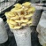 榆黄蘑菌包黄金菇菌棒划口即出优质抗虫产量高熟料栽培