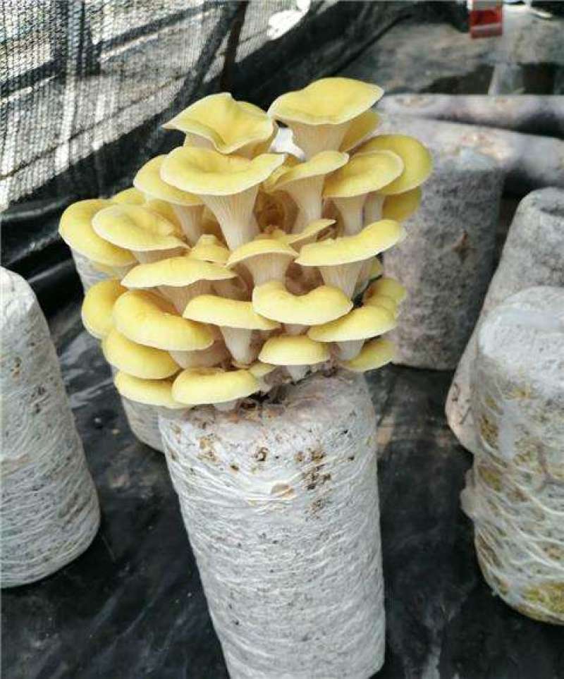 榆黄蘑菌包黄金菇菌棒划口即出优质抗虫产量高熟料栽培