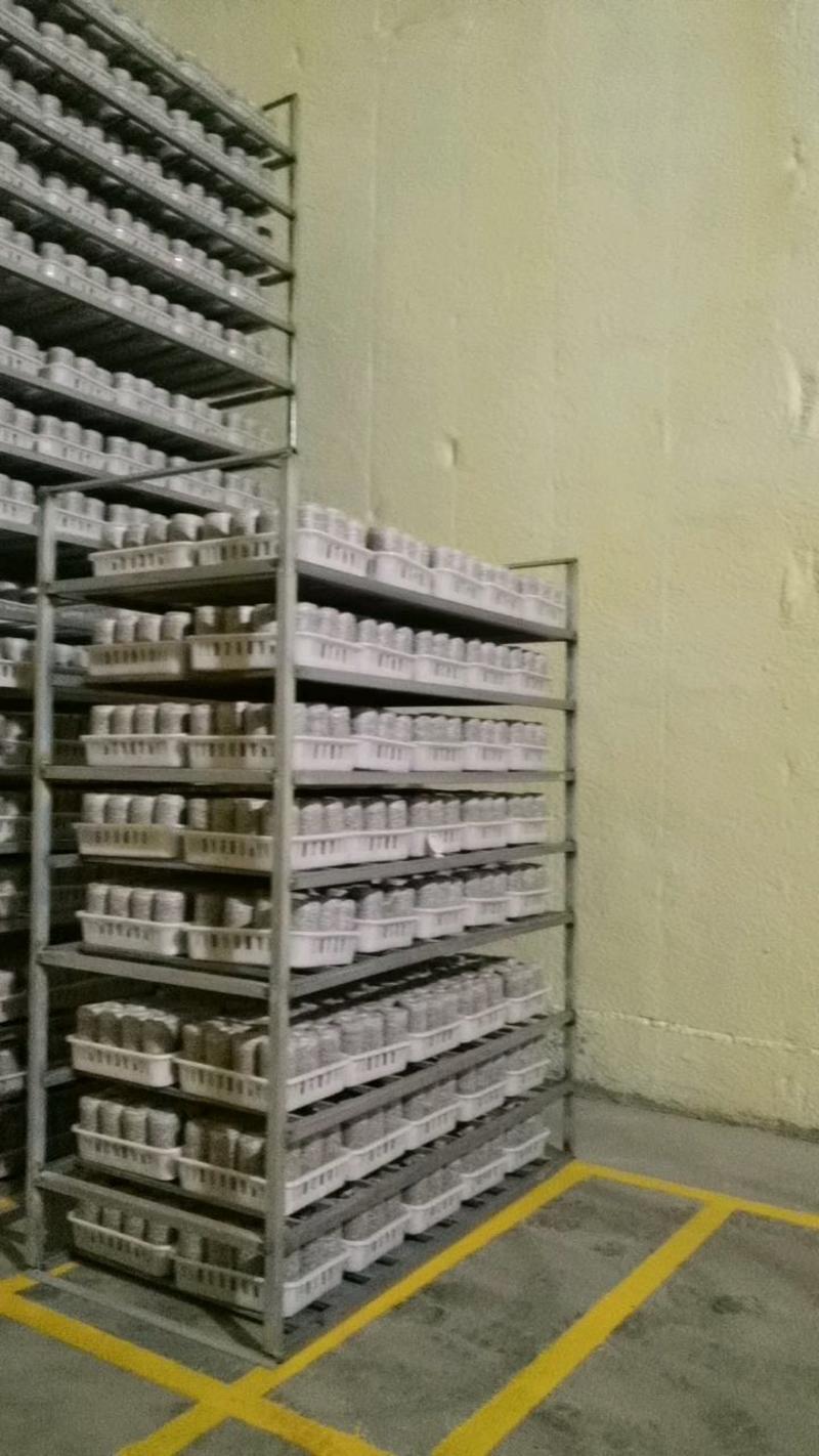 白灵菇菌包产量高划口即出现货直发随时供货