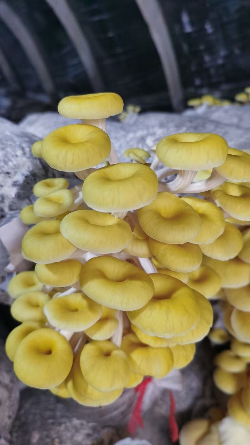 榆黄蘑菌包黄金菇菌棒划口即出优质抗虫产量高熟料栽培