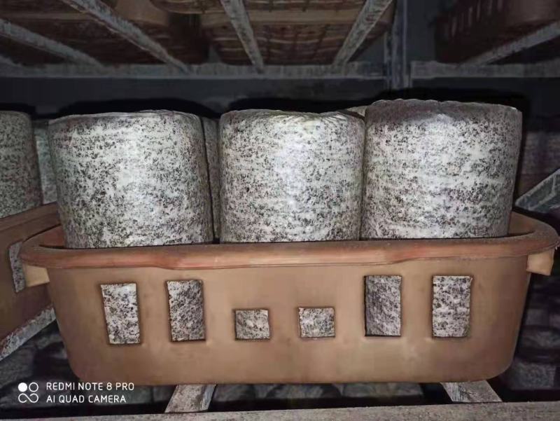 榆黄蘑菌包黄金菇菌棒划口即出优质抗虫产量高熟料栽培