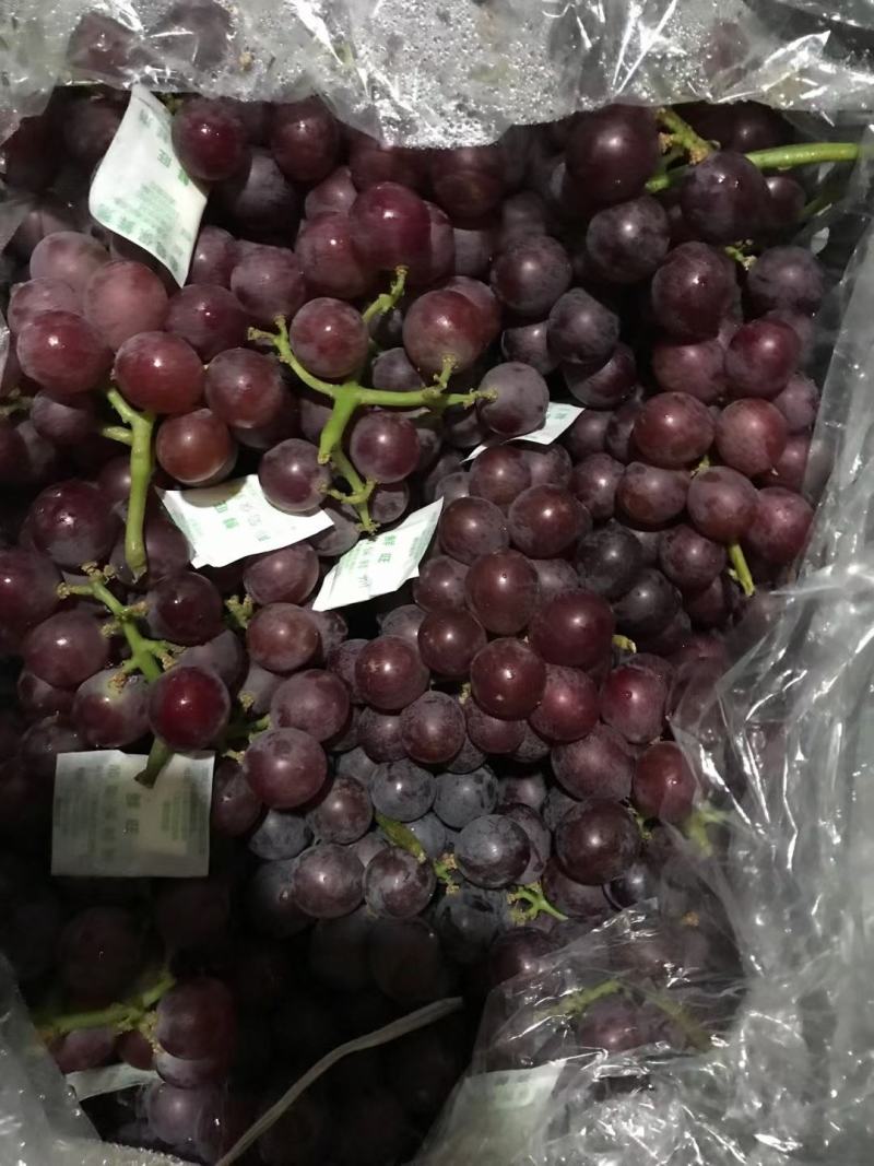 辛集市巨峰葡萄大量成熟，产地直销一手货源