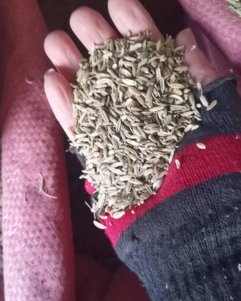 小茴香，调料茴香