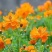 硫化菊种子黄波斯菊花种子黄秋英花籽硫华菊种子四季易种