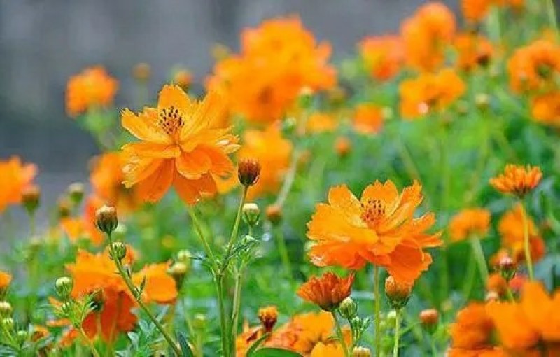 硫化菊种子黄波斯菊花种子黄秋英花籽硫华菊种子四季易种