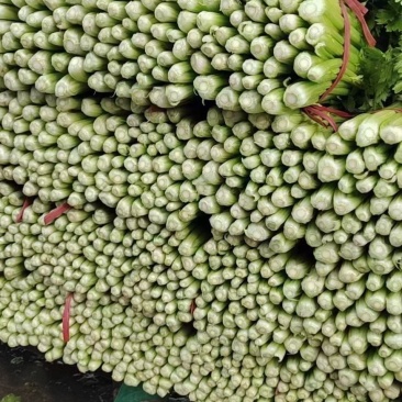 芹菜，永年区供应精品芹菜