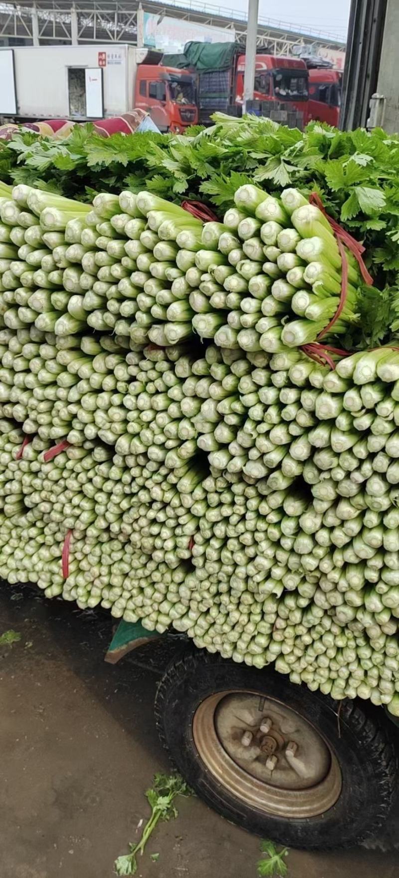 芹菜，永年区供应精品芹菜