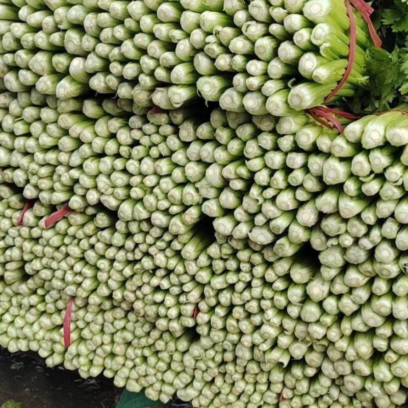 芹菜，永年区供应精品芹菜