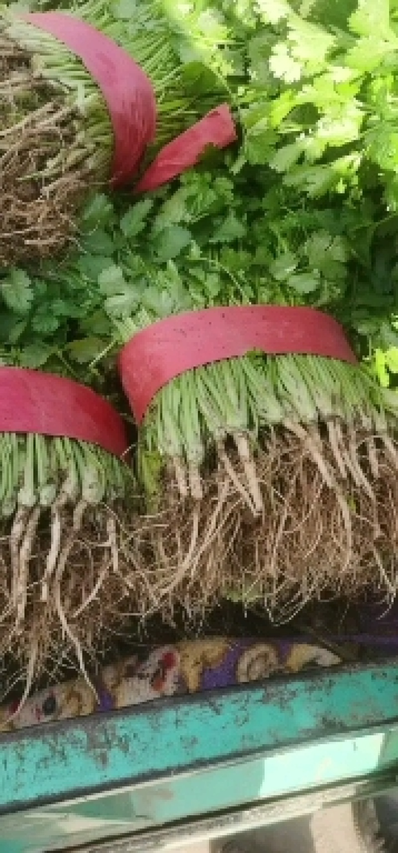 邯郸市永年县，大量供应暖棚，香菜一手货源产地直发，诚信代