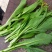 白菜芯，菜苔，菜心产地**农副产品