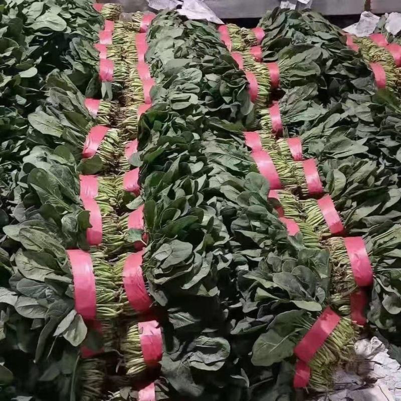 邯郸市大量供应大叶菠菜，产地直发一手货源