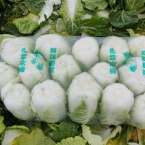 优质大白菜