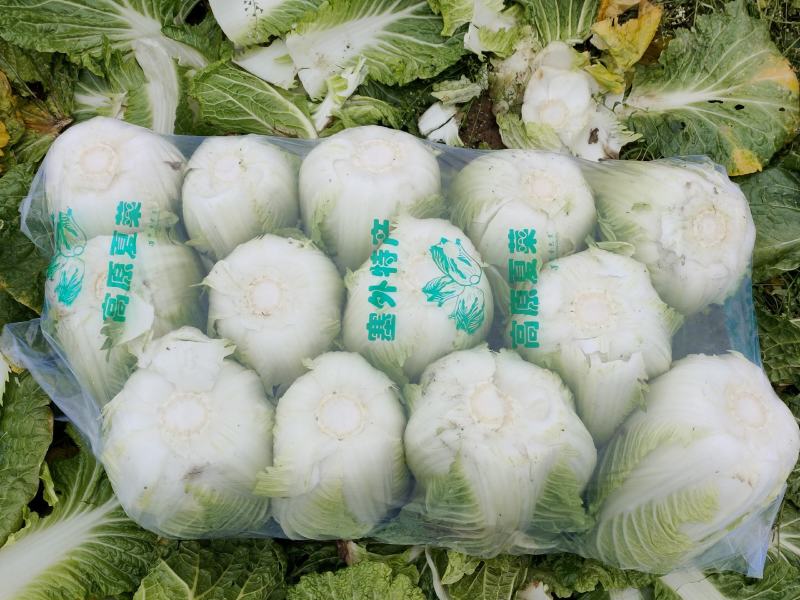优质大白菜