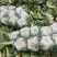 优质大白菜