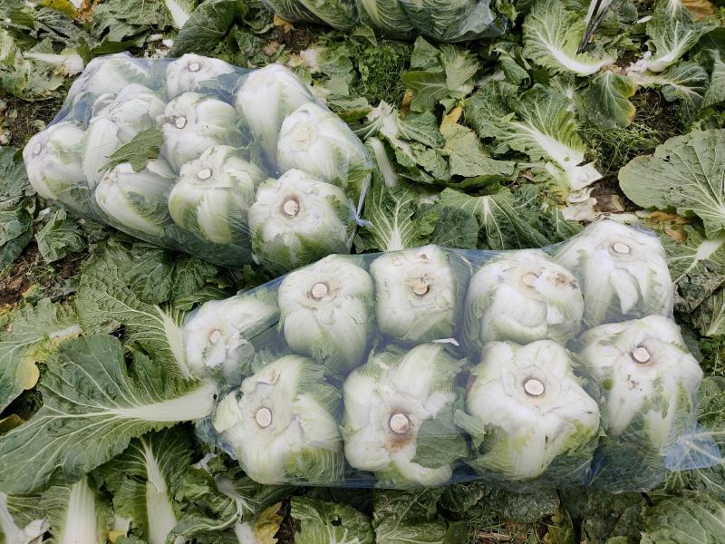 优质大白菜