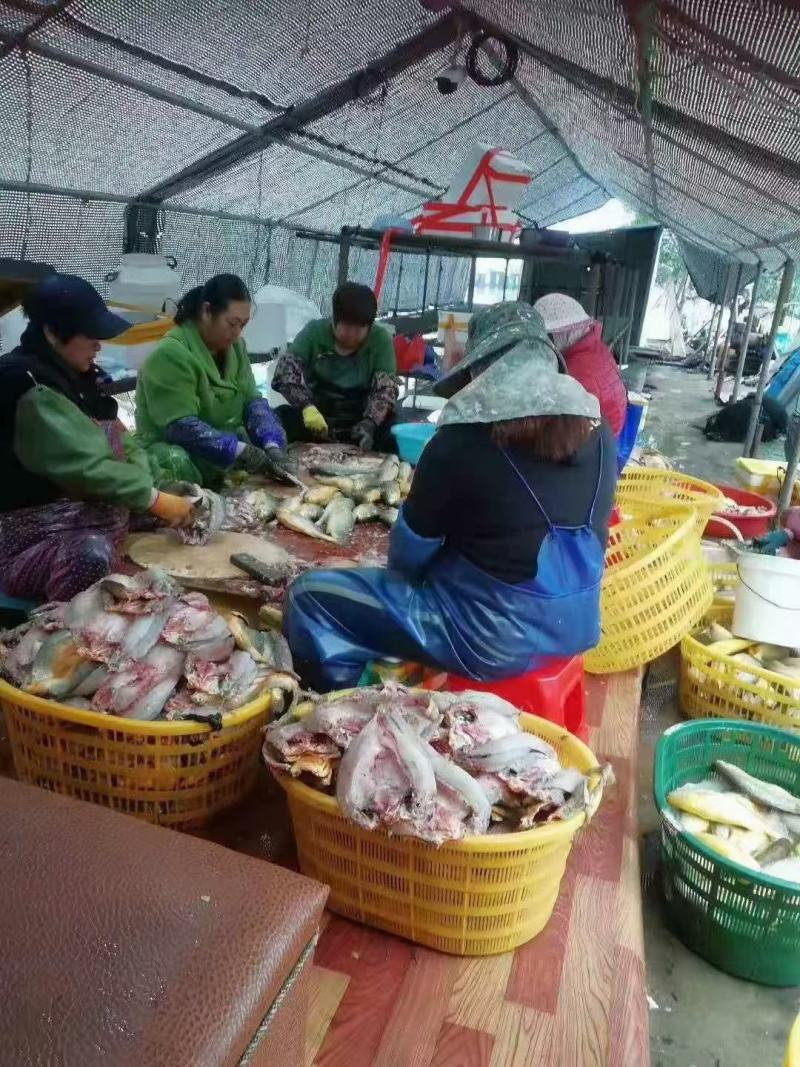 大黄鱼干