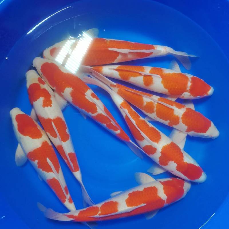 锦鲤