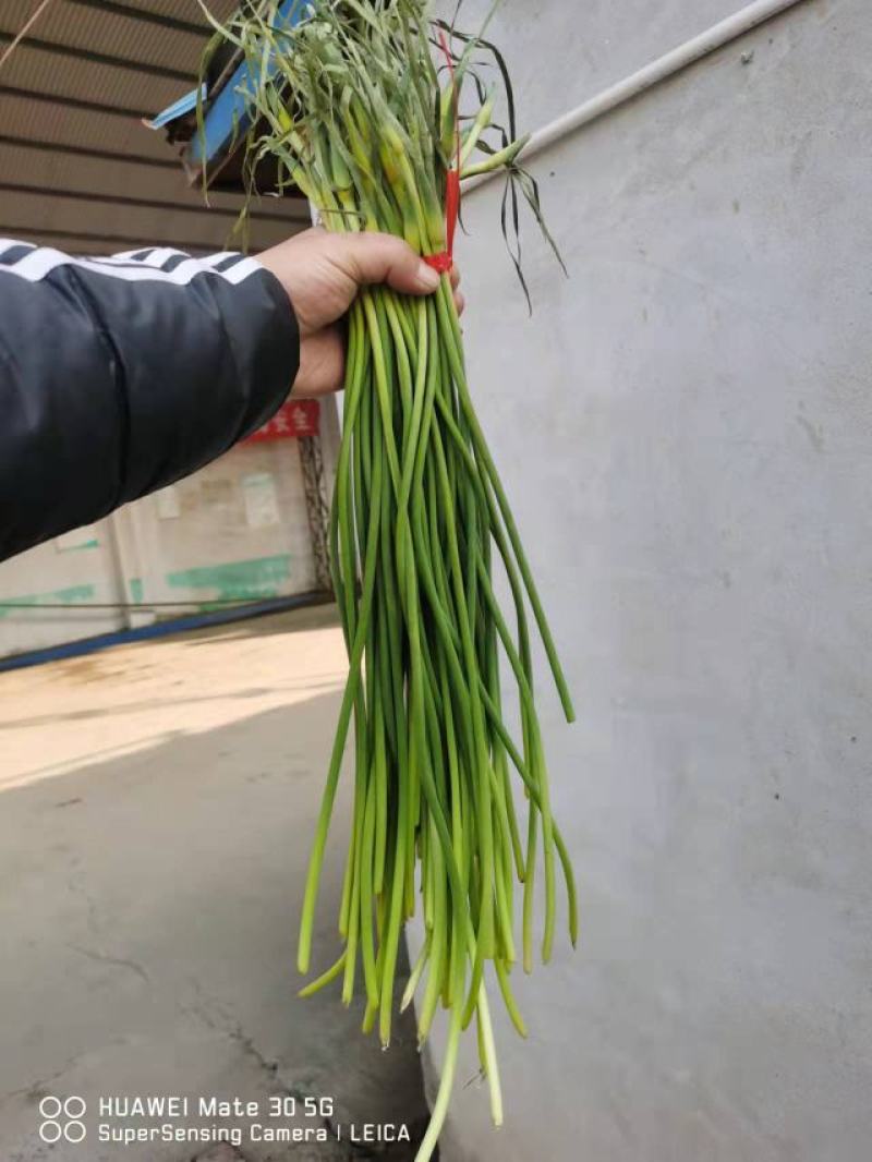 优质金乡蒜苔红帽蒜薹，条长帽绿，专业加一斤把50~60cm