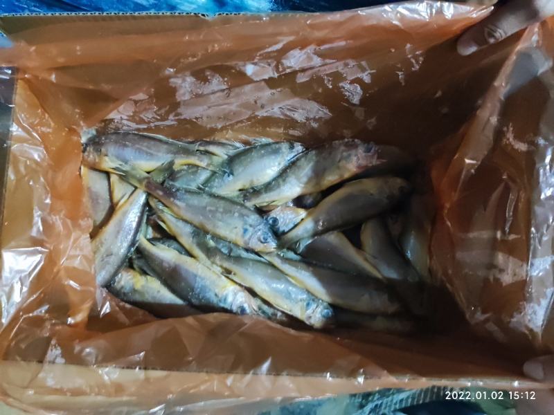 小黄花鱼黄花鱼新鲜海捕真空包装各种规格都有