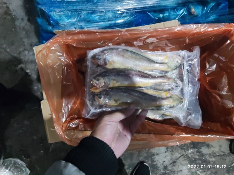 小黄花鱼黄花鱼新鲜海捕真空包装各种规格都有
