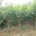 独杆嫁接丁香花绿化风景树价格3/4/5/6/8/9公分