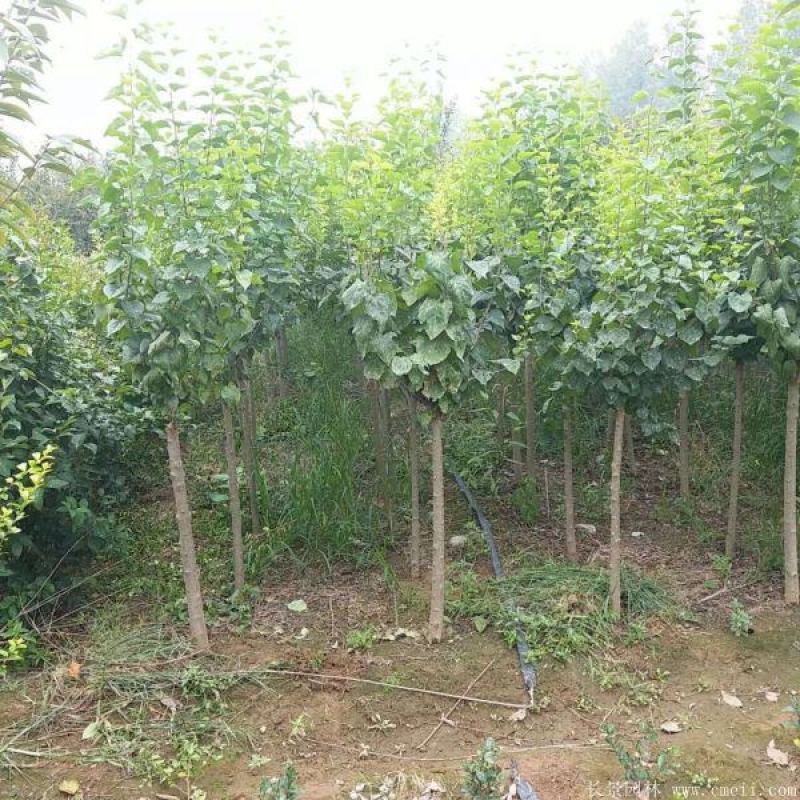 独杆嫁接丁香花绿化风景树价格3/4/5/6/8/9公分