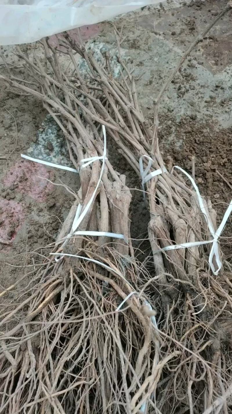 葡萄苗全是手选一级苗质量耿耿的