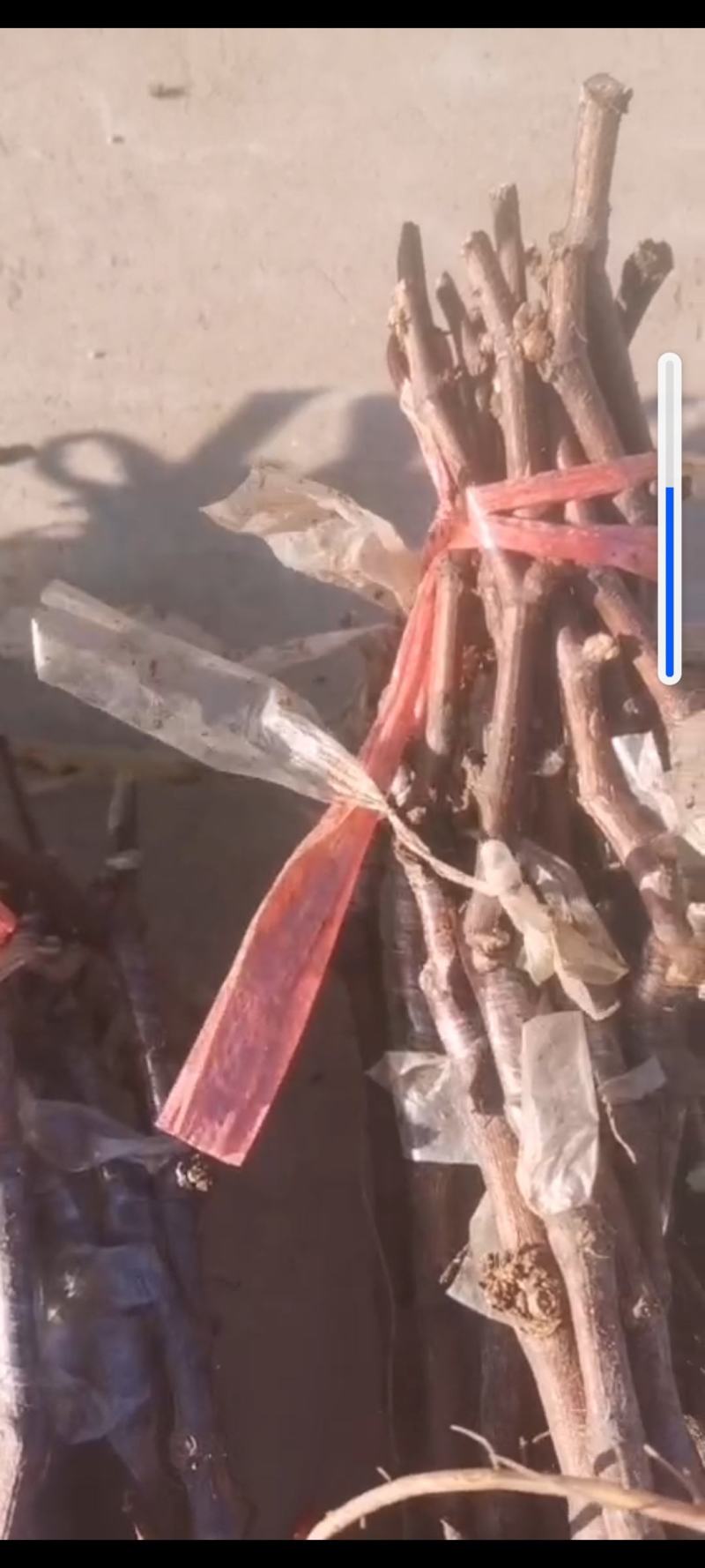 葡萄苗全是手选一级苗质量耿耿的