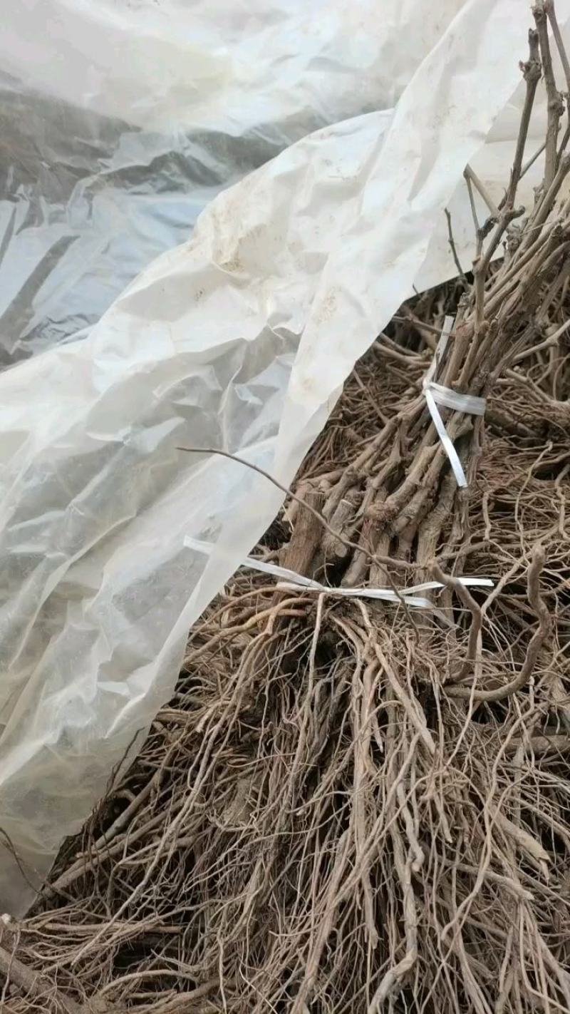 葡萄苗全是手选一级苗质量耿耿的