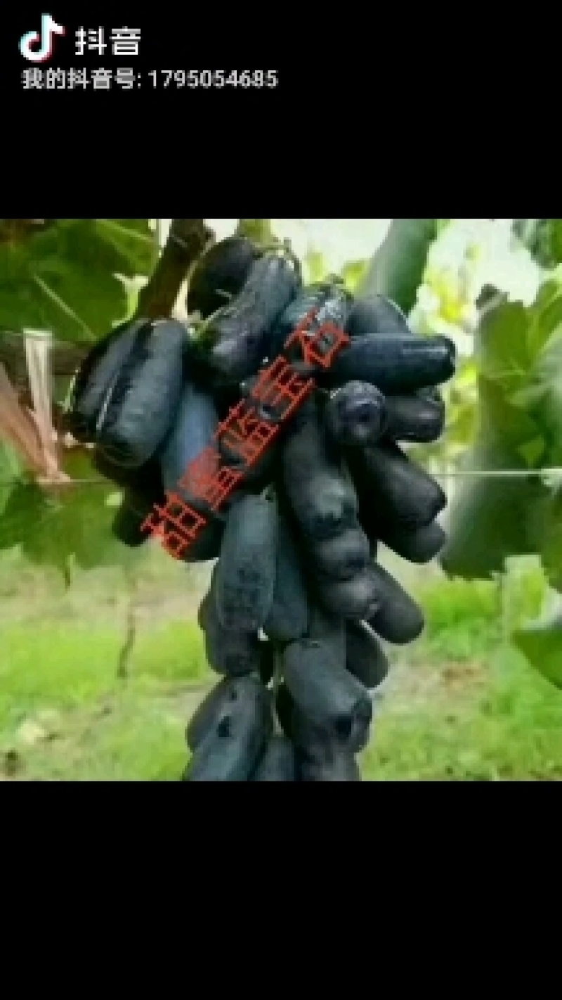 葡萄苗全是手选一级苗质量耿耿的