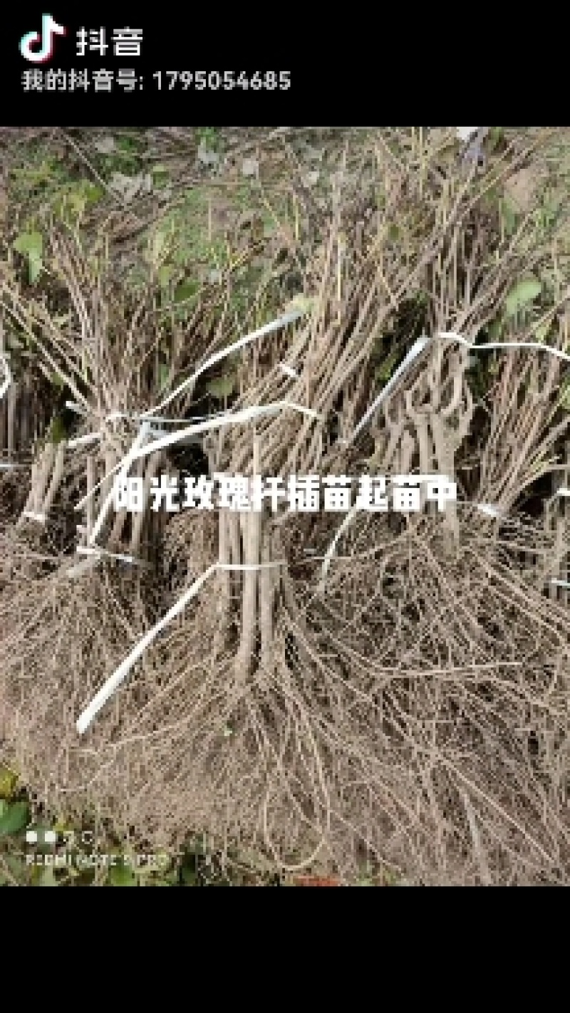 葡萄苗全是手选一级苗质量耿耿的