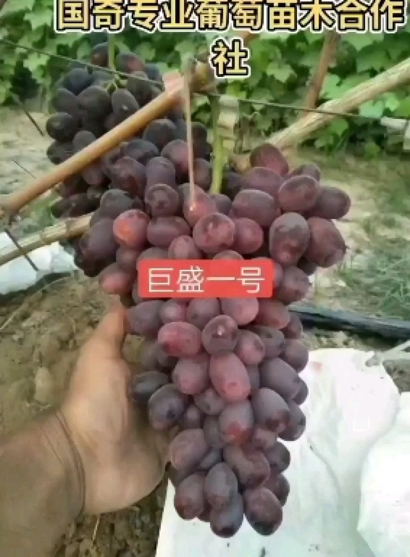 葡萄苗全是手选一级苗质量耿耿的