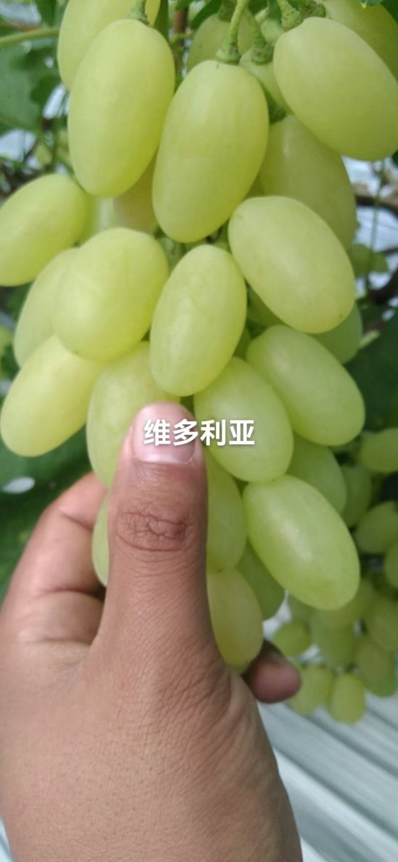 葡萄苗全是手选一级苗质量耿耿的