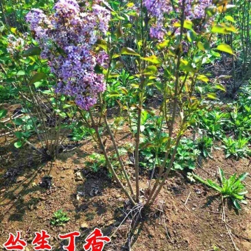 丛生丁香花球3~20个叉价格冠幅30公分~2米规格齐